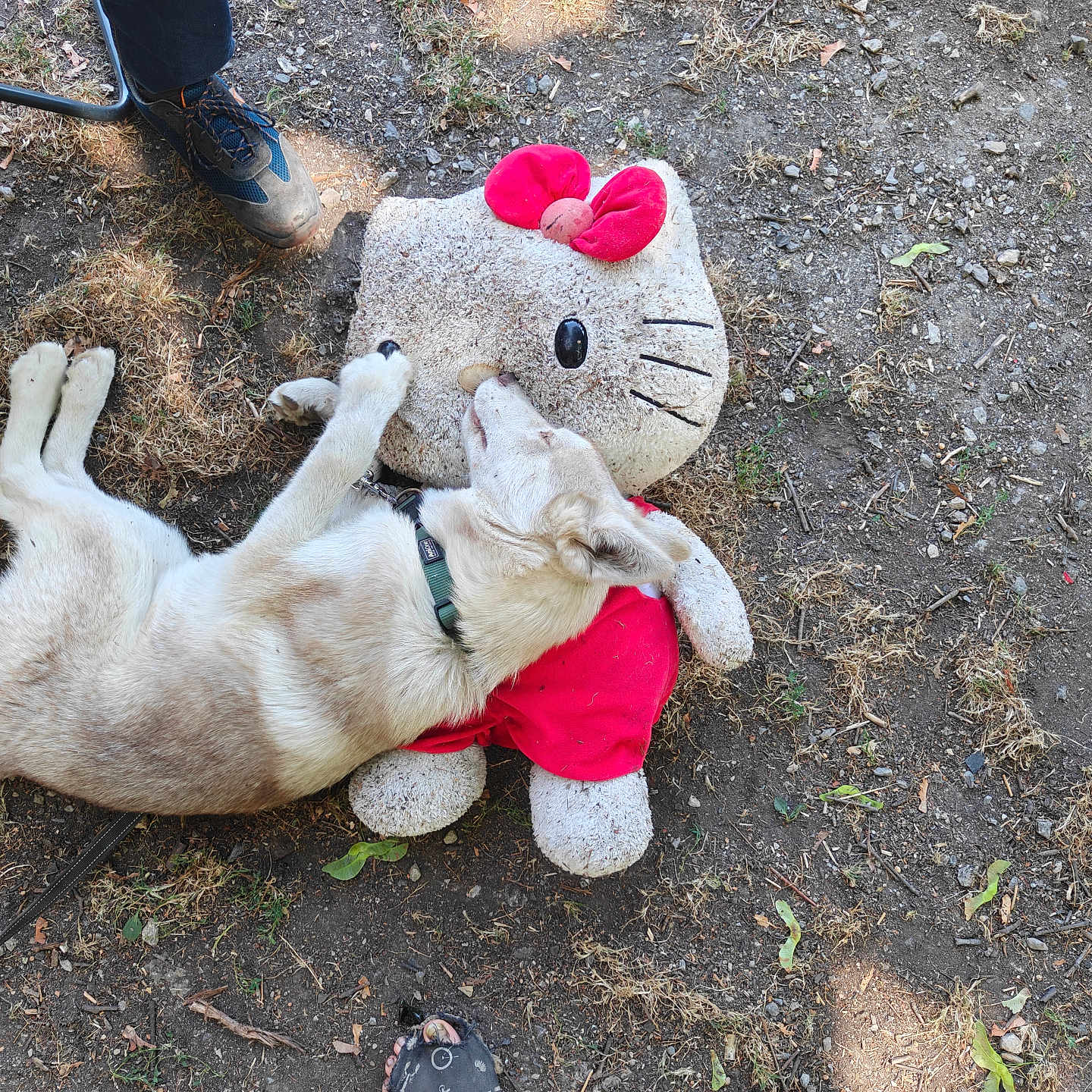 Fenrisùlfr a rejoint le concours — aidez-le/la à gagner de superbes lots ! dog, plush_toy, hello_kitty, ground, dirt, grass, footwear, shoe, person, outdoor, pet, animal, toy, red_bow, collar, paw, relaxing, laying_down, casual, shadow