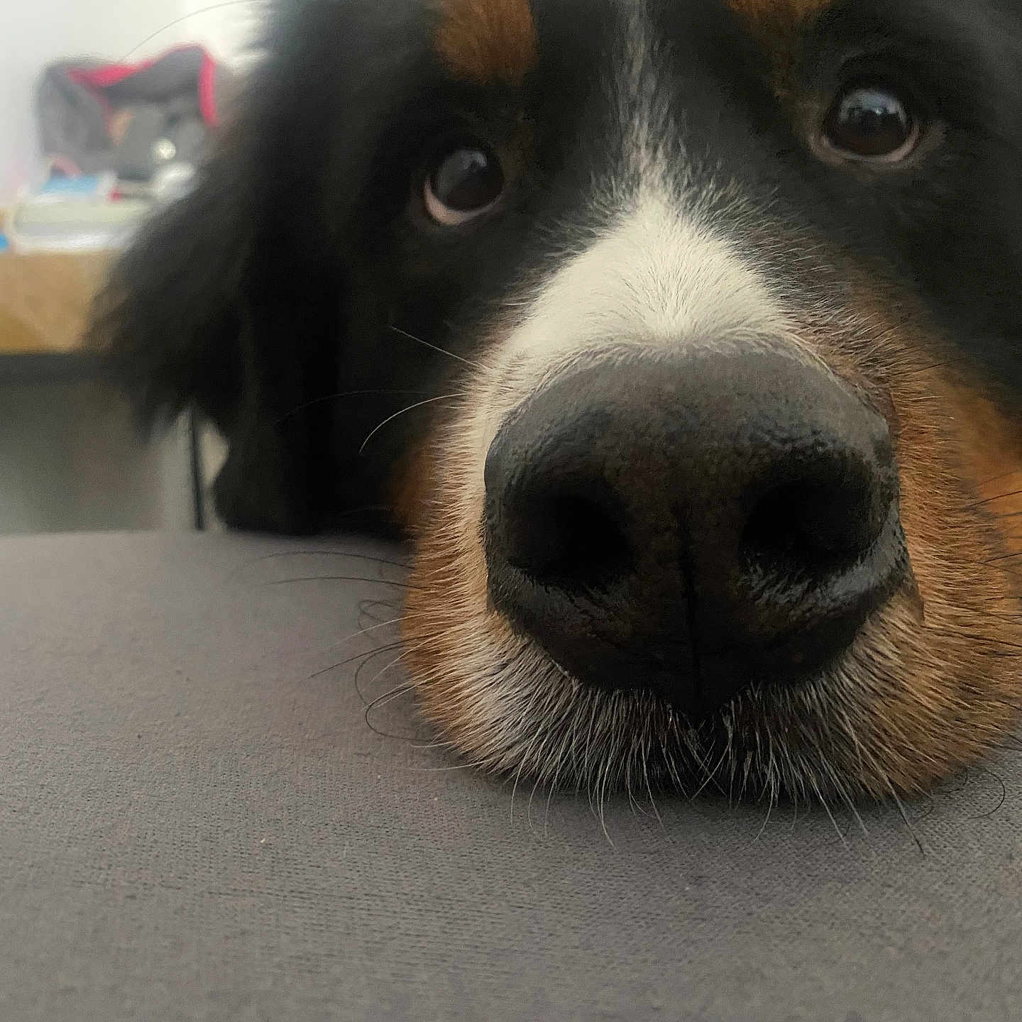 Oslo participe au concours pour gagner de l'argent avec cette photo : animal, appenzeller, architecture, building, canine, chair, couch, desk, dog, furniture, hound, indoors, interiordesign, livingroom, pet, puppy, room, snout, table, wood