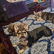 Kyra joined the competition — help win amazing prizes! dog, bed, blanket, pillow, lamp, nightstand, indoor, cozy, relaxed, three_dogs, patterned_blanket, wooden_floor, purple_wall, decor, plush_pillow, small_dog, french_bulldog, resting, home, pets