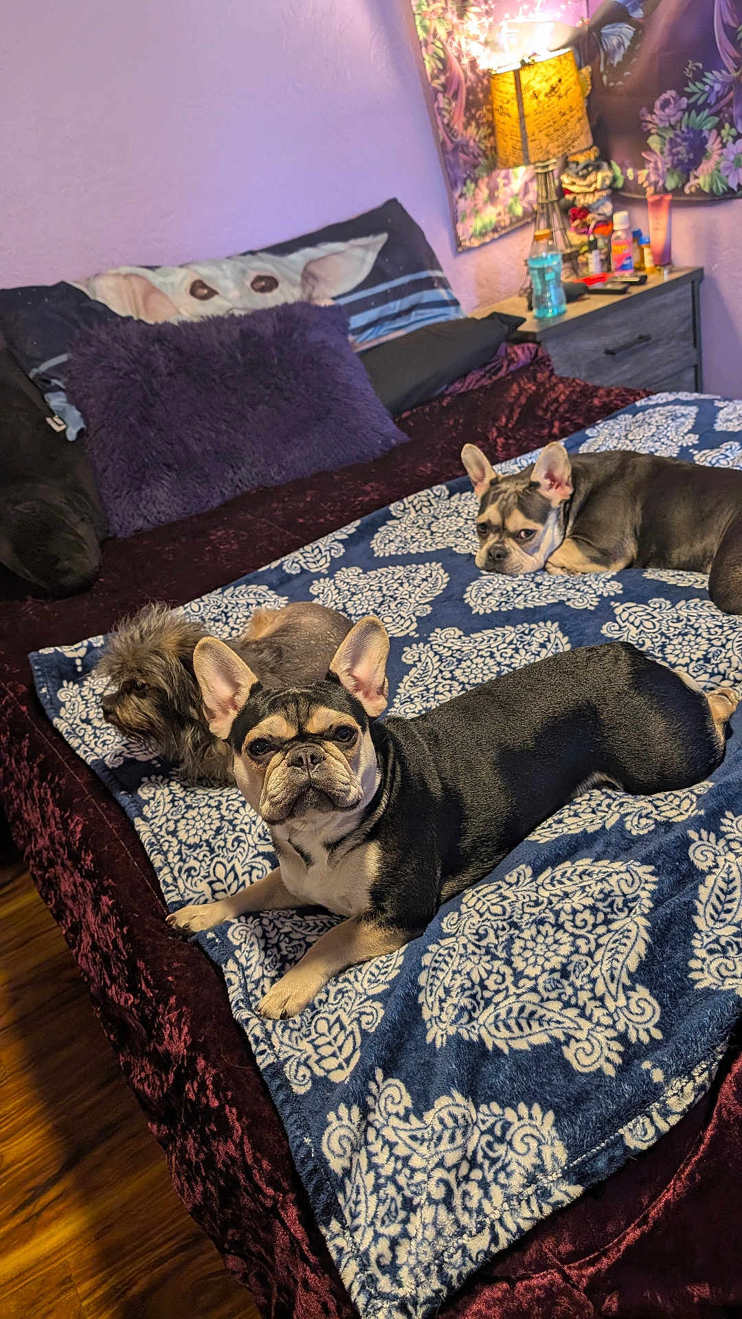 Kyra joined the competition — help win amazing prizes! dog, bed, blanket, pillow, lamp, nightstand, indoor, cozy, relaxed, three_dogs, patterned_blanket, wooden_floor, purple_wall, decor, plush_pillow, small_dog, french_bulldog, resting, home, pets