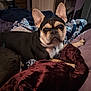 Kyra joined the competition — help win amazing prizes! animal, bed, black, blanket, brown, comfort, cozy, curious, dog, ears, french_bulldog, fur, home, indoor, looking, pet, pillow, relaxation, resting, snout