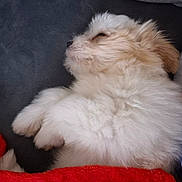 Alyah participe au concours pour gagner de l'argent avec cette photo : puppy, dog, sleeping, fluffy, white, blanket, red, cozy, resting, cute, pet, fur, indoor, nap, small, animal, soft, lying_down, calm, adorable