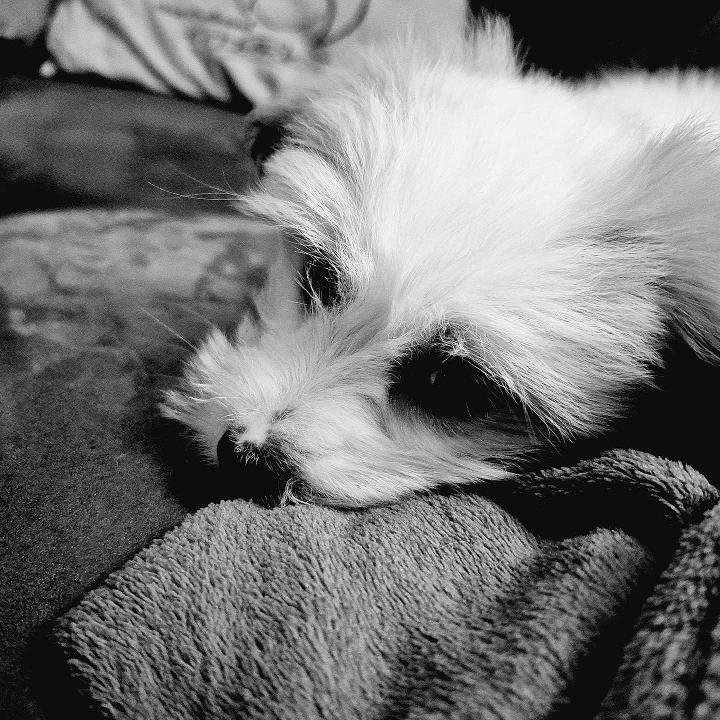 Alyah a rejoint le concours — aidez-le/la à gagner de superbes lots ! animal, black_and_white, blanket, calm, cartoon, close_up, couch, cozy, dog, fluffy, fur, indoor, pet, pillow, portrait, resting, sleepy, soft, texture, white