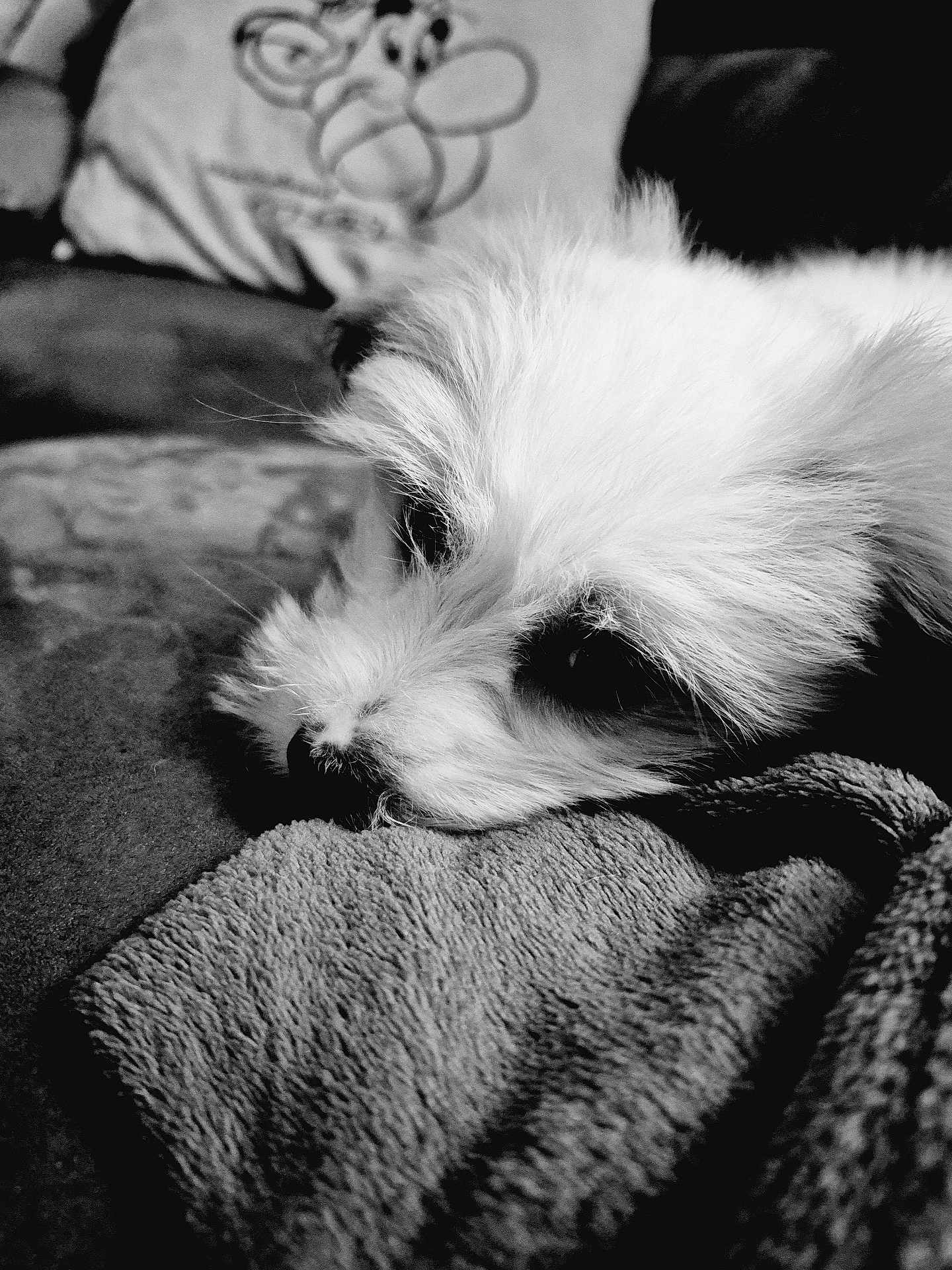Alyah a rejoint le concours — aidez-le/la à gagner de superbes lots ! dog, close_up, resting, blanket, fluffy, white, texture, couch, pillow, cartoon, sleepy, pet, indoor, cozy, fur, animal, portrait, black_and_white, calm, soft