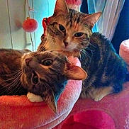 Daisy And Lily joined the competition — help win amazing prizes! animal, cat, cat_tree, cats, companion, cozy, curious, cute, domestic, ears, feline, fur, home, indoor, pet, pink, resting, snuggle, soft, whiskers