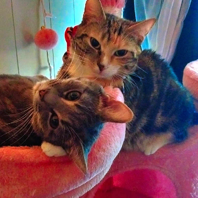 Daisy And Lily