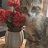 kitten, cat, tabby, flower_vase, orange_flowers, tablecloth, indoor, pet, cute, curious, fur, whiskers, paws, domestic_animal, still_life, table, houseplant, decoration, animal, young_cat