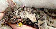Daisy And Lily joined the competition — help win amazing prizes! animal, blanket, cat, collar, cozy, cute, domestic_animal, feline, flower_tag, fur, indoors, kitten, paw, pet, relaxation, resting, sleeping, soft, tabby, tongue
