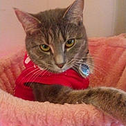 Lily joined the competition — help win amazing prizes! cat, tabby, gray_cat, pet, animal, feline, red_shirt, collar, cat_bed, pink, soft, cozy, indoor, resting, curious, whiskers, ears, paw, fur, cute