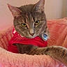 cat, tabby, gray_cat, pet, animal, feline, red_shirt, collar, cat_bed, pink, soft, cozy, indoor, resting, curious, whiskers, ears, paw, fur, cute