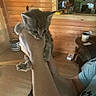 Lily is registered to the contest to win money with this photo: animal, casual_clothing, cat, cup, curious, feline, fur, furniture, gray, hand, holding, human_arm, indoor, kitten, person, pet, room, small, table, wooden_wall