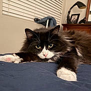 Oreo is registered to the contest to win money with this photo: cat, black_and_white, fluffy, bed, indoor, stretching, paws, fur, whiskers, nose, eyes, relaxed, cozy, home, lamp, window_blinds, furniture, portrait, cute, pet