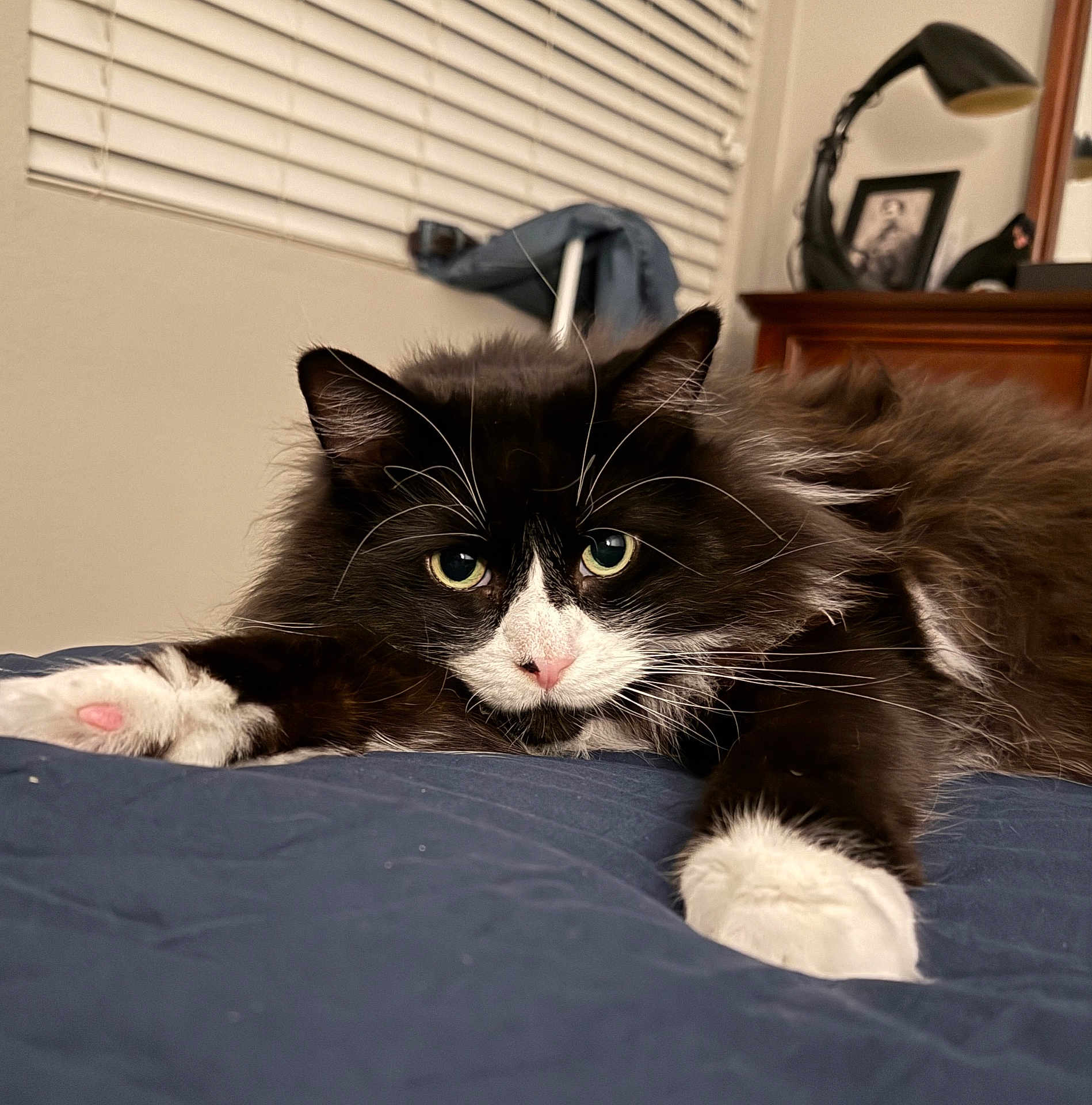 Oreo is registered to the contest to win money with this photo: cat, black_and_white, fluffy, bed, indoor, stretching, paws, fur, whiskers, nose, eyes, relaxed, cozy, home, lamp, window_blinds, furniture, portrait, cute, pet