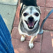 Benny is registered to the contest to win money with this photo: animal, brick_patio, canine, close_up, dog, friendly, happy, jeans, legs, looking_up, metal_chair, outdoor, pavement, pet, playful, shadow, small_dog, smiling, sunlight, tongue_out