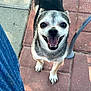 animal, brick_patio, canine, close_up, dog, friendly, happy, jeans, legs, looking_up, metal_chair, outdoor, pavement, pet, playful, shadow, small_dog, smiling, sunlight, tongue_out