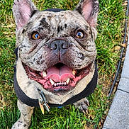 Kingdom is registered to the contest to win money with this photo: dog, french_bulldog, smiling, tongue_out, pet, canine, grass, outdoor, happy, close_up,  brindle_coat, ears_up, collar, paw, animal, cute, friendly, looking_up, tongue, face