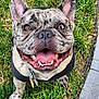 dog, french_bulldog, smiling, tongue_out, pet, canine, grass, outdoor, happy, close_up,  brindle_coat, ears_up, collar, paw, animal, cute, friendly, looking_up, tongue, face