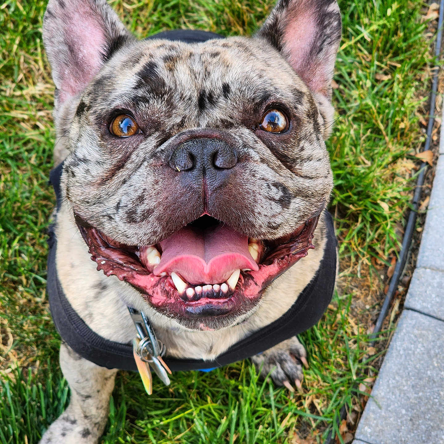 Kingdom is registered to the contest to win money with this photo:  brindle_coat, animal, canine, close_up, collar, cute, dog, ears_up, face, french_bulldog, friendly, grass, happy, looking_up, outdoor, paw, pet, smiling, tongue, tongue_out