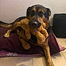 dog, german_shepherd, toy, teddy_bear, blanket, indoor, floor, pet, animal, cozy, brown, black, fur, cute, lying_down, looking_at_camera, home, comfort, mammal, playful