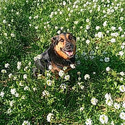 Mowgli a rejoint le concours — aidez-le/la à gagner de superbes lots ! animal, canine, cute, daylight, dog, field, flora, flowers, garden, grass, greenery, happy, mammal, nature, outdoor, pet, sitting, smiling, spring, sunlight