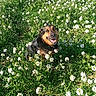 animal, canine, cute, daylight, dog, field, flora, flowers, garden, grass, greenery, happy, mammal, nature, outdoor, pet, sitting, smiling, spring, sunlight