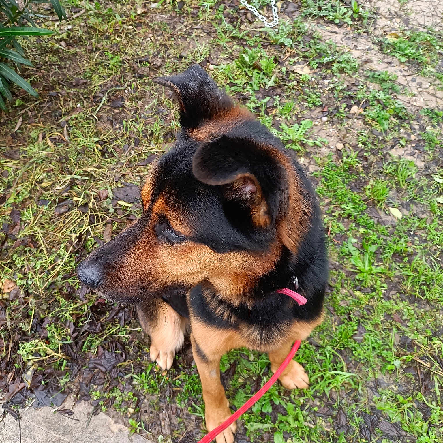 Mowgli