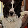 dog, border_collie, black_and_white, fluffy, long_hair, pet, animal, portrait, close_up, face, eyes, nose, ears, fur, indoors, couch, window, home, red_toy, sitting