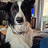 Uno participe au concours pour gagner de l'argent avec cette photo : dog, border_collie, black_and_white, fluffy, long_hair, pet, animal, portrait, close_up, face, ears, nose, eyes, fur, indoors, living_room, couch, window, home, sitting