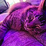 Nibbler is registered to the contest to win money with this photo: cat, sleeping, tabby, pet, indoor, couch, furniture, closeup, whiskers, relaxing, fur, striped, resting, cozy, purple_light, pink_light, soft, calm, domestic_animal, nap