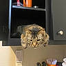 animal, cabinet, cat, container, counter, curious, domestic, feline, fur, household, indoor, kitchen, knife_block, orange_mug, pet, relaxed, resting, spices, straws, tabby