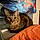 Nibbler