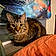 Nibbler