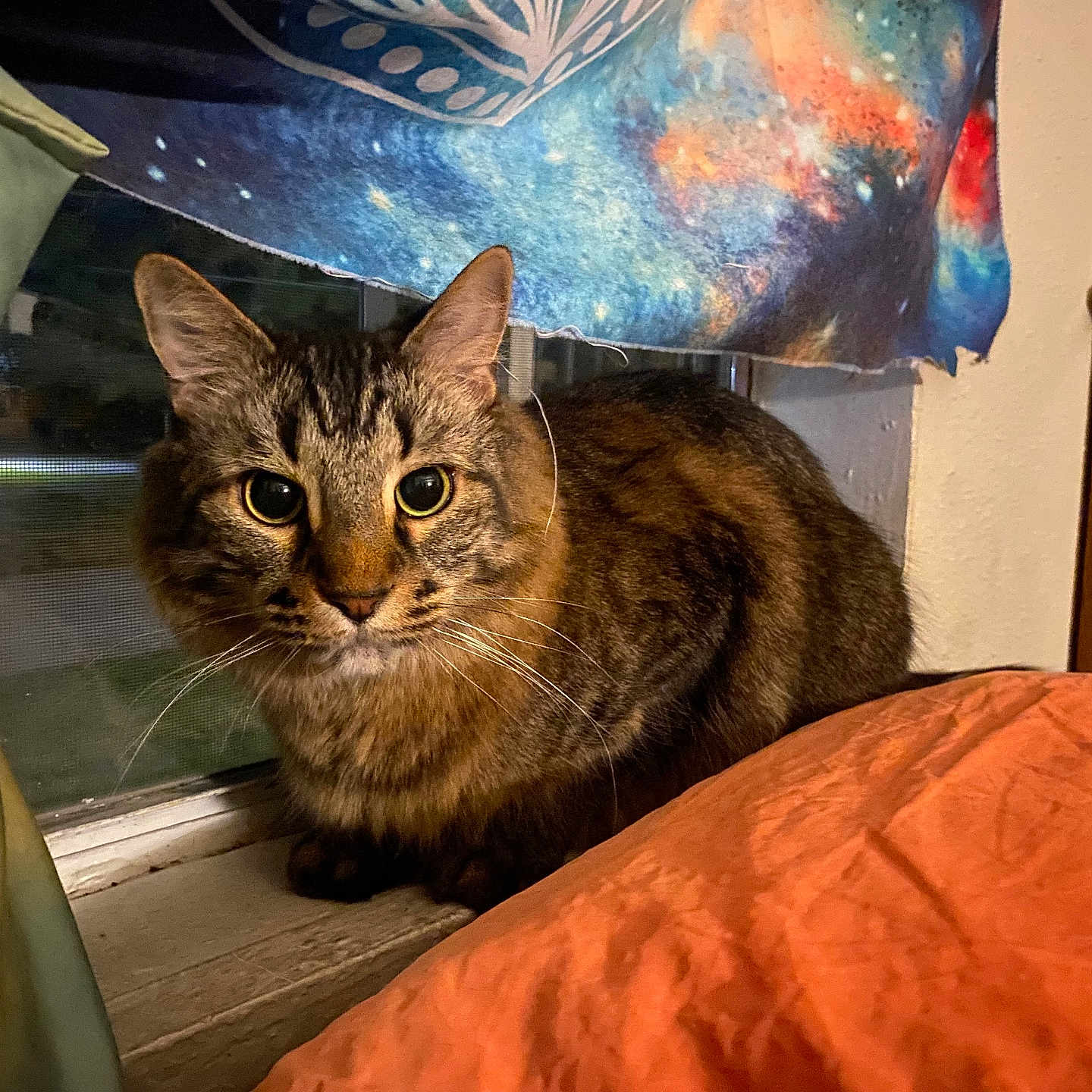 Nibbler joined the competition — help win amazing prizes! cat, tabby, indoor, windowsill, curtains, blanket, orange_blanket, window, feline, pet, cozy, domestic_animal, animal, fur, whiskers, ears, face, looking, night, room