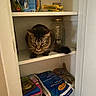 animal, bag, brown, cat, coins, container, curious, curled_tail, feline, food, household, indoor, jar, kitchen, packaging, pantry, pet, shelf, storage, tabby_cat