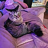 Nibbler joined the competition — help win amazing prizes! cat, tabby_cat, person, couch, blanket, indoor, furniture, relaxing, sleeping, cozy, living_room, purple_lighting, pet, animal, domestic, fur, tail, home, resting, nap