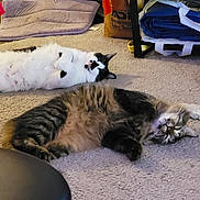 Spaz is registered to the contest to win money with this photo: animal, box, carpet, cat, cute, domestic, fabric, floor, fluffy, furniture, household, indoor, lying_down, pet, relaxing, resting, rug, tabby_cat, two_cats, white_black_cat