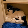 Spaz is registered to the contest to win money with this photo: animal, black_and_white_cat, blue_fabric, cat, corner, cozy, cute, domestic_cat, feline, fur, home, indoor, lying_down, pet, quiet, relaxed, resting, shelf, tail, whiskers