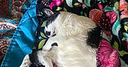 Spaz joined the competition — help win amazing prizes! animal, black_and_white, blanket, cat, close_up, colorful, comfort, cozy, cute, fabric, floral_pattern, fur, indoor, pattern, paw, pet, quilt, relaxation, resting, sleeping