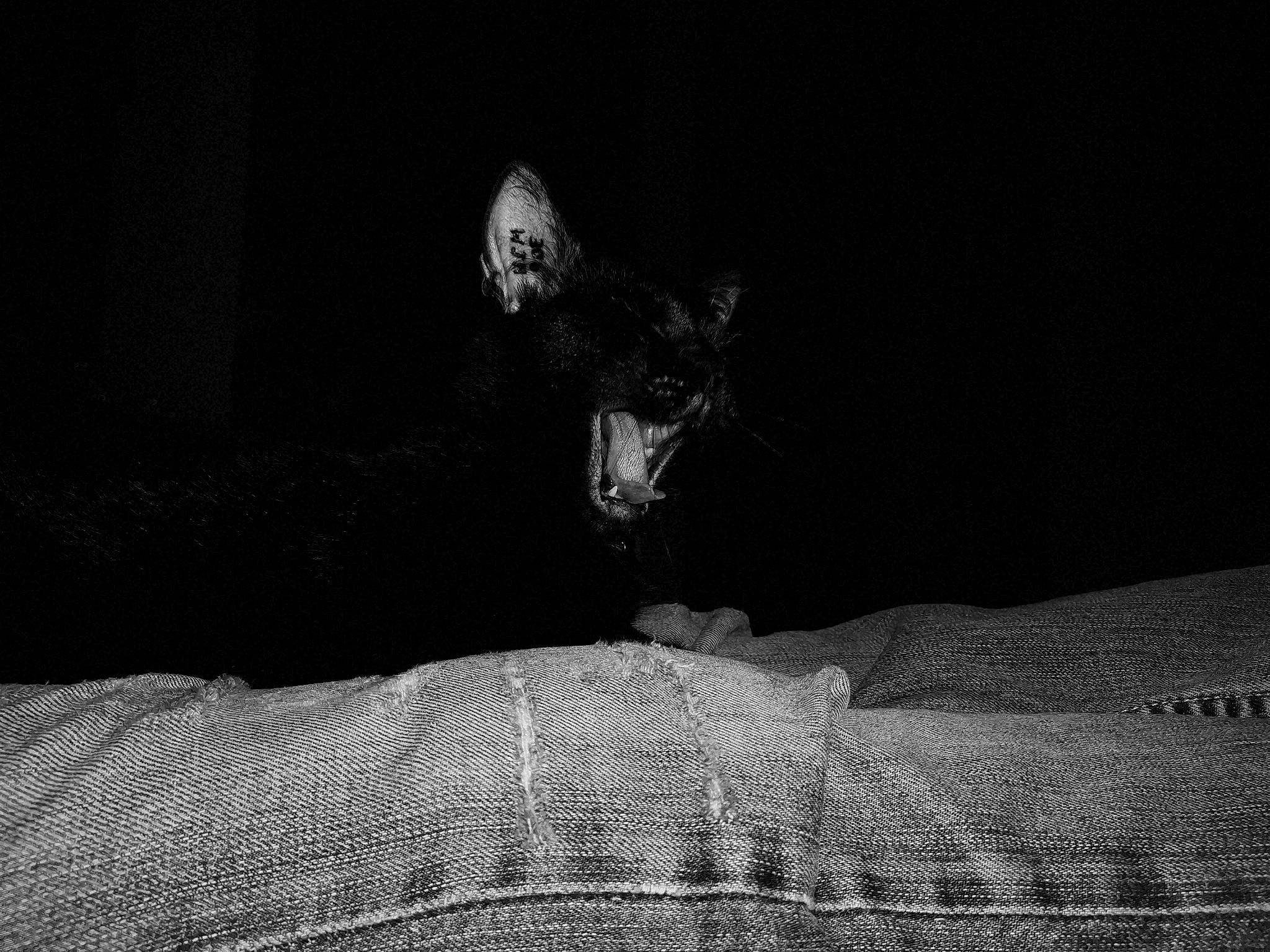 Shadow a rejoint le concours — aidez-le/la à gagner de superbes lots ! bed, comfort, darkness, felidae, flash_photography, grey, human_leg, linens, monochrome, monochrome_photography, room, shadow, small_to_medium_sized_cats, snout, still_life_photography, tail, tints_and_shades, toy, whiskers, wood