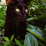 Bink joined the competition — help win amazing prizes! black_cat, cat, animal, pet, outdoor, greenery, leaves, nature, whiskers, feline, yellow_eyes, closeup, wildlife, mammal, curious, alert, garden, daylight, portrait, cute