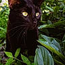 black_cat, cat, animal, pet, outdoor, greenery, leaves, nature, whiskers, feline, yellow_eyes, closeup, wildlife, mammal, curious, alert, garden, daylight, portrait, cute