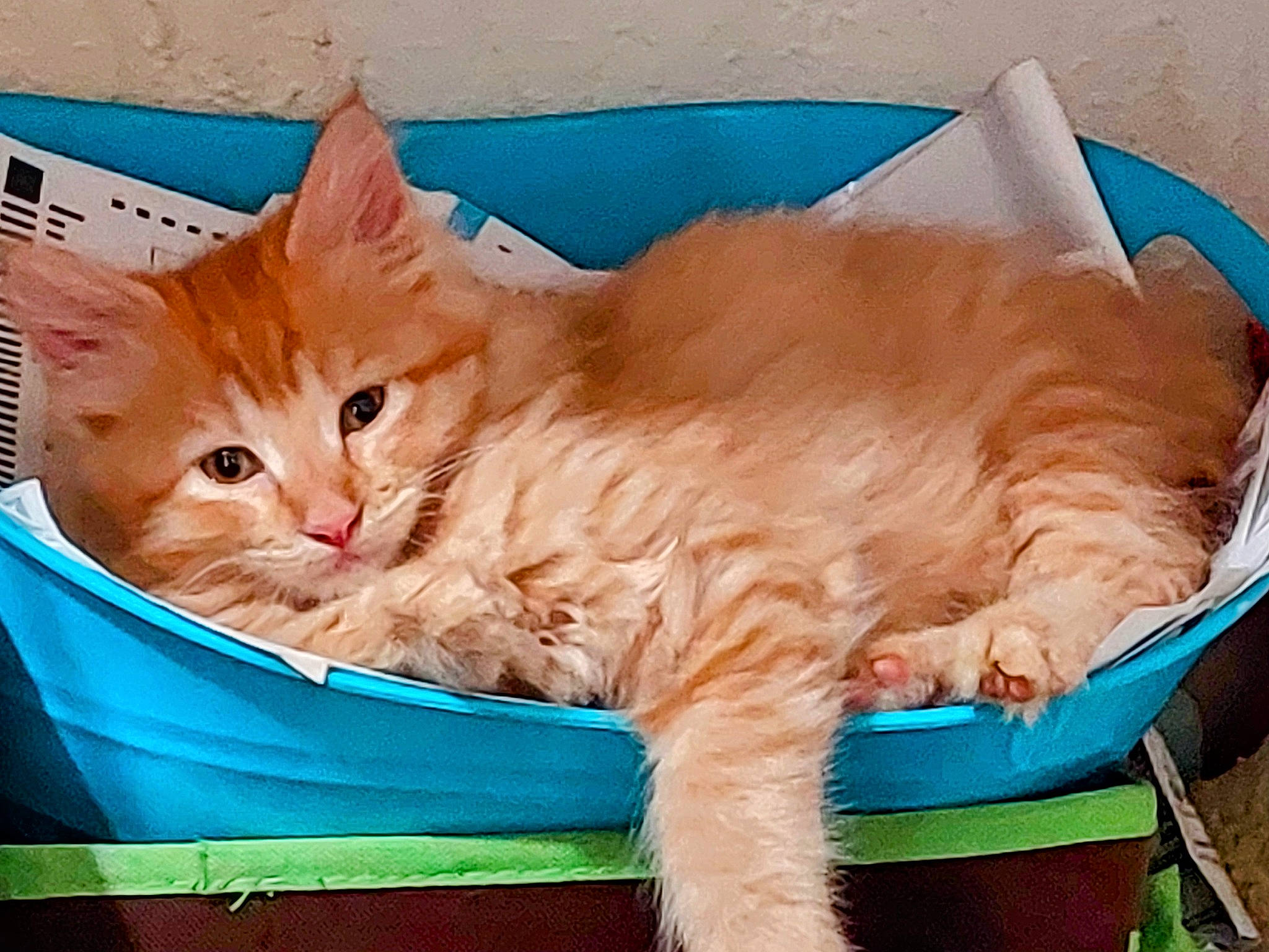 Jeremy joined the competition — help win amazing prizes! box, carnivore, cat, cat_supply, comfort, domestic_short_haired_cat, event, fawn, felidae, fur, nap, paw, small_to_medium_sized_cats, snout, tail, whiskers