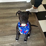 Maye joined the competition — help win amazing prizes! animal, attentive, bandana, black_dog, black_pants, blue_bandana, checkered_floor, companion, cute, dog, floor, indoor, looking, person, pet, sitting, walking, white_paws, white_shoes, wood_floor