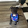 animal, attentive, bandana, black_dog, black_pants, blue_bandana, checkered_floor, companion, cute, dog, floor, indoor, looking, person, pet, sitting, walking, white_paws, white_shoes, wood_floor