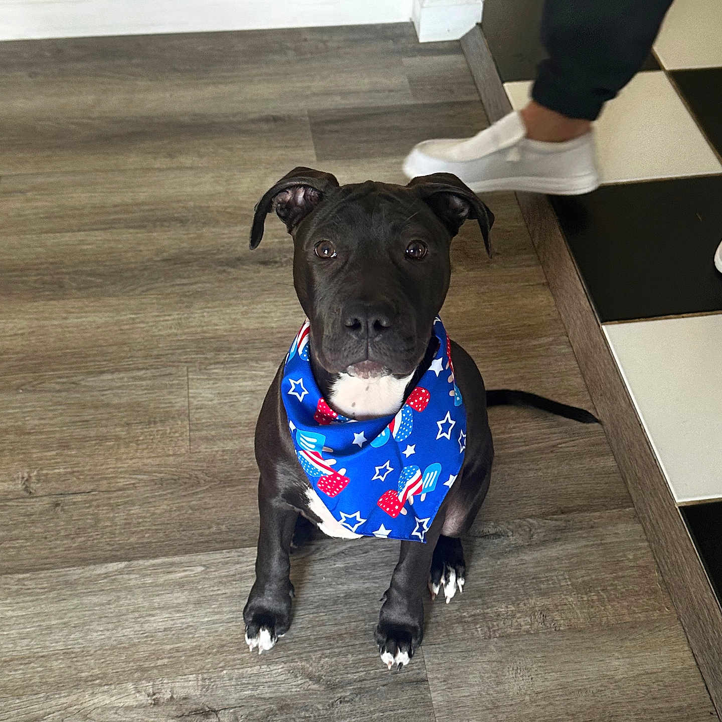 Maye joined the competition — help win amazing prizes! animal, attentive, bandana, black_dog, black_pants, blue_bandana, checkered_floor, companion, cute, dog, floor, indoor, looking, person, pet, sitting, walking, white_paws, white_shoes, wood_floor