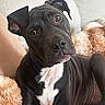 Maye is registered to the contest to win money with this photo: animal, black_dog, blanket, canine, companion, couch, cozy, cute, dog, domestic, ears, friendly, fur, head_tilt, indoor, pet, portrait, relaxed, snuggle, white_patch