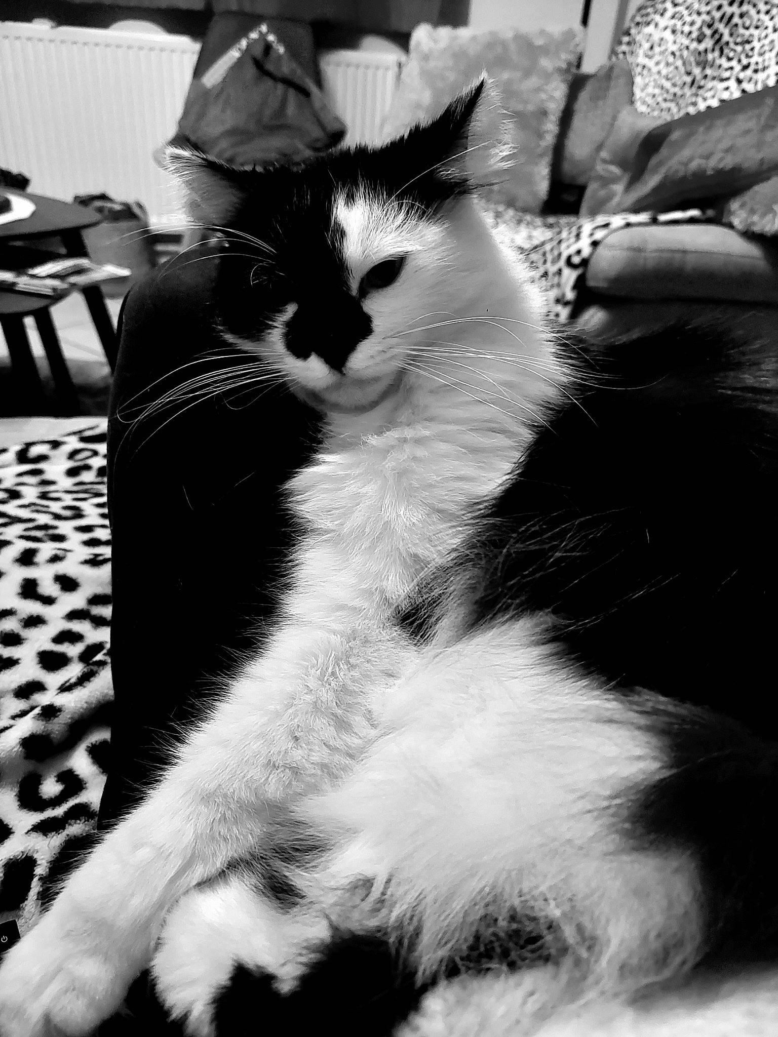 Mayla participe au concours pour gagner de l'argent avec cette photo : black, black_and_white, carnivore, cat, chair, cloud, comfort, domestic_short_haired_cat, felidae, fur, monochrome, monochrome_photography, paw, sky, small_to_medium_sized_cats, snout, style, tree, whiskers, window