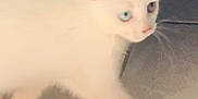 Loukoum a rejoint le concours — aidez-le/la à gagner de superbes lots ! animal, blue_eye, brown_eye, closeup, curious, cute, domestic, feline, fur, heterochromia, indoor, kitten, pet, small, soft_lighting, tile_floor, walking, whiskers, white_cat, young