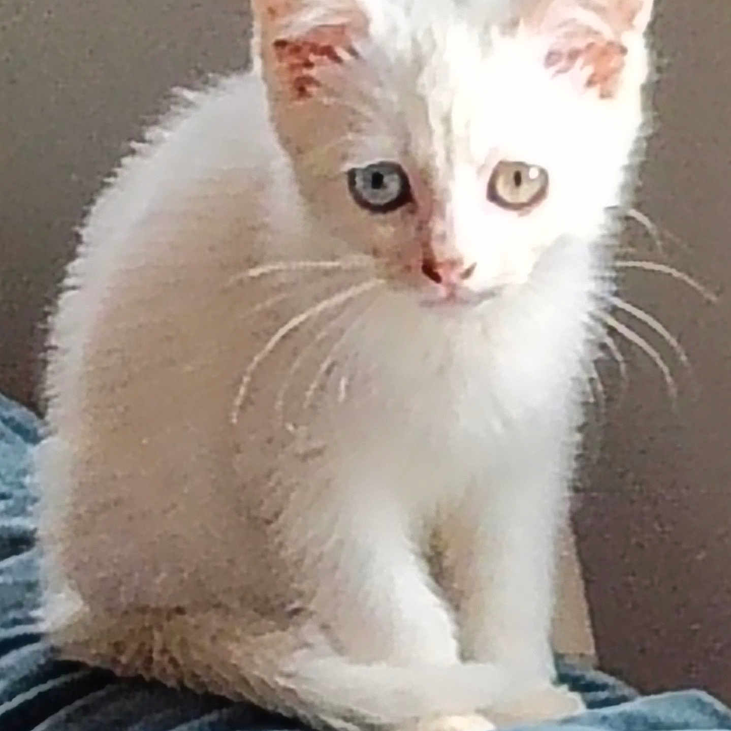 Loukoum participe au concours pour gagner de l'argent avec cette photo : amber_eye, animal, blue_eye, cat, close_up, curious, cute, domestic_cat, feline, fur, heterochromia, indoor, kitten, pet, portrait, sitting, soft_texture, whiskers, white_cat, young_cat