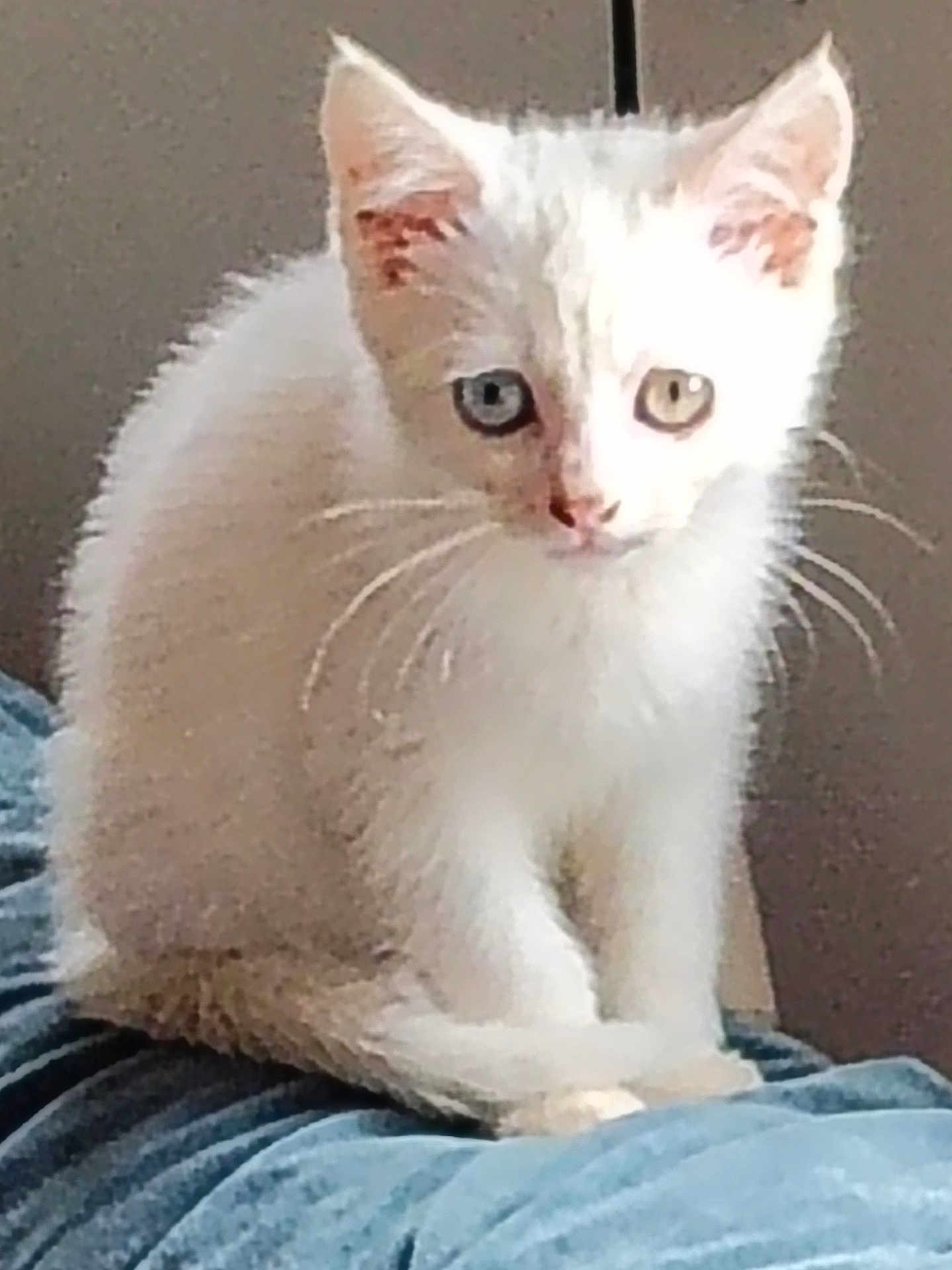Loukoum participe au concours pour gagner de l'argent avec cette photo : kitten, cat, white_cat, heterochromia, blue_eye, amber_eye, pet, animal, feline, young_cat, sitting, whiskers, fur, cute, indoor, curious, soft_texture, close_up, portrait, domestic_cat